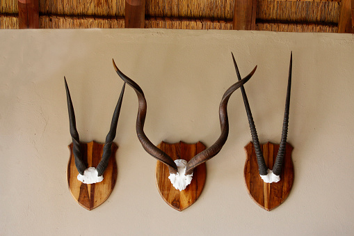 European style taxidermy mounts from left to right an African Eland, Kudu and Gemsbok hanging on the wall of a thatched roof building.