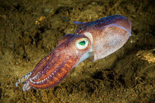 Lesser bobtail squid underwater in the Saguenay Fjord in Canada