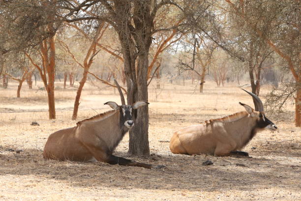 antílope de roan (hippotragus equinus) en la reserva de bandia, senegal, áfrica. animal africano. safari. naturaleza senegalesa, paisaje - senegal eland africa wildlife reserve fotografías e imágenes de stock