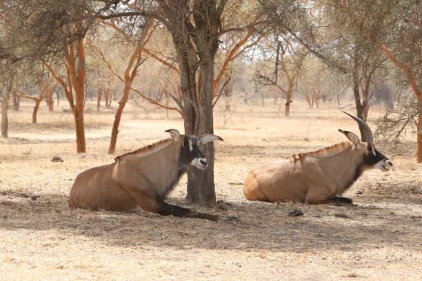 antílope de roan (hippotragus equinus) en la reserva de bandia, senegal, áfrica. animal africano. safari. naturaleza senegalesa, paisaje - senegal eland africa wildlife reserve fotografías e imágenes de stock