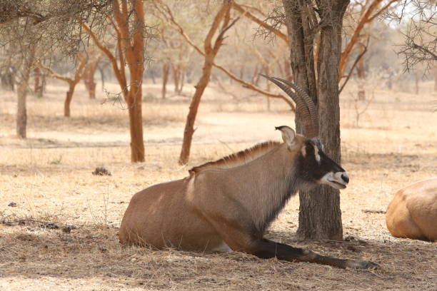 antílope de roan (hippotragus equinus) en la reserva de bandia, senegal, áfrica. animal africano. safari. naturaleza senegalesa, paisaje - senegal eland africa wildlife reserve fotografías e imágenes de stock