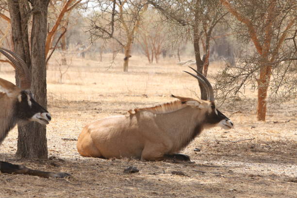 антилопа роан (hippotragus equinus) в заповеднике бандия, сенегал, африка. африканское животное. сафари. сенегальская природа, пейзаж - equinus стоковые фото и изображения