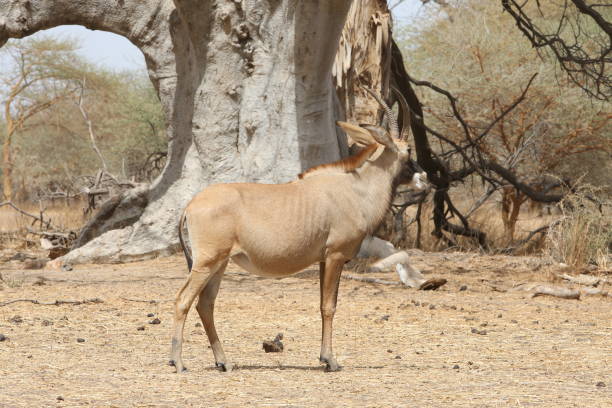 антилопа роан (hippotragus equinus) в заповеднике бандия, сенегал, африка. африканское животное. сафари. сенегальская природа, пейзаж - equinus стоковые фото и изображения