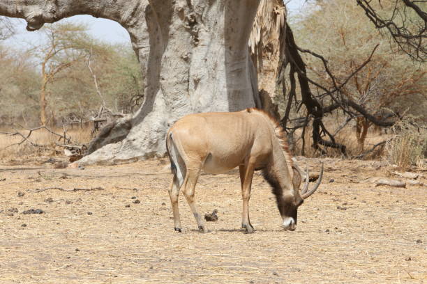 Roan antelope (Hippotragus equinus) in Bandia reserve, Senegal, Africa. African animal. Safari. Senegalese nature, landscape Roan antelope (Hippotragus equinus) in Bandia reserve, Senegal, Africa. African animal. Safari. Senegalese nature, landscape giant eland stock pictures, royalty-free photos & images