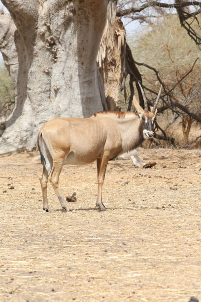 antílope de roan (hippotragus equinus) en la reserva de bandia, senegal, áfrica. animal africano. safari. naturaleza senegalesa, paisaje - senegal eland africa wildlife reserve fotografías e imágenes de stock