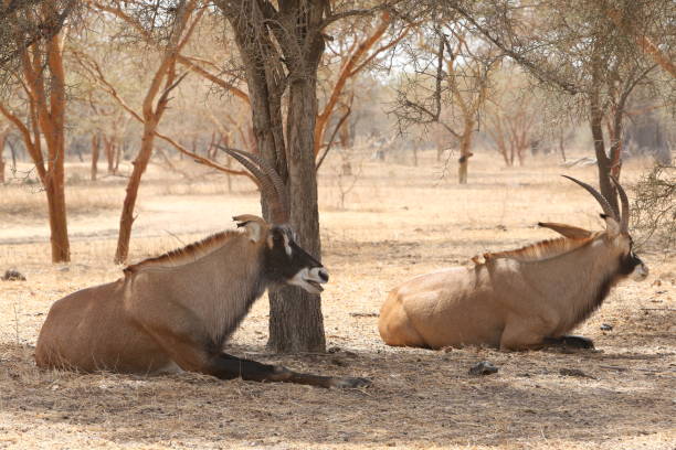 антилопа роан (hippotragus equinus) в заповеднике бандия, сенегал, африка. африканское животное. сафари. сенегальская природа, пейзаж - equinus стоковые фото и изображения