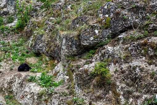 Black bear is resting on the rocks. Urus americanus in the zoo of Veszprem, Hungary