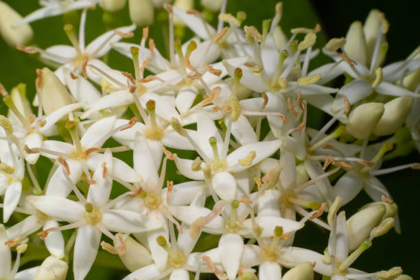 Cornus sanguinea - red dogwood plant in flower and full leaf. Cornus drummondii, with tiny white flowers. Flowering shrub of Cornus controversa in spring garden