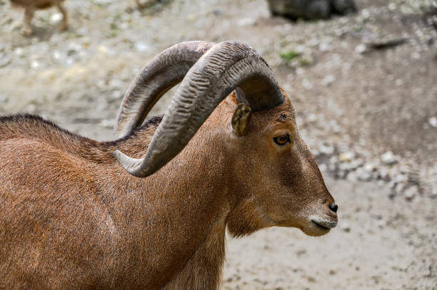 istock Portrait of barbary sheep 1404861451