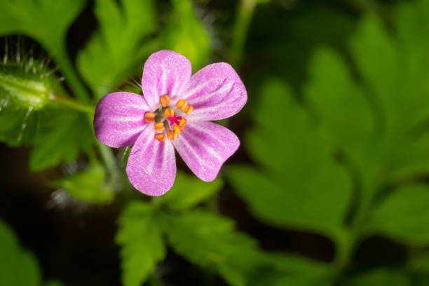 Closeup of a pink little robin geranium, selective focus on a green bokeh background - Geranium purpureum .