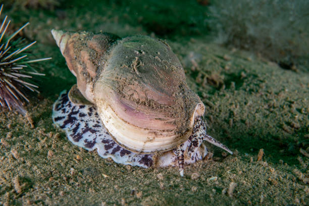whelk ondulato sott'acqua - green sea urchin immagine foto e immagini stock
