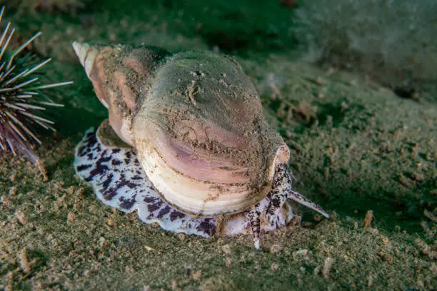 Waved Whelk marine snail  underwater in the St. Lawrence River.