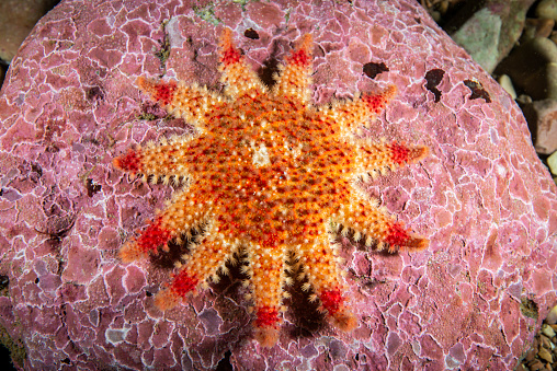Isoalted starfish in white background