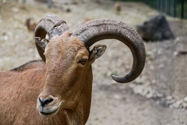 istock Portrait of barbary sheep 1404862369
