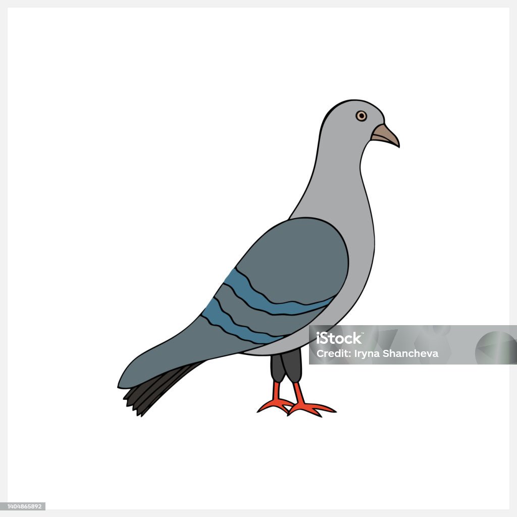 Doodle Chim Bồ Câu Clip Nghệ Thuật Bị Cô Lập Động Vật Vẽ Tay Chim ...