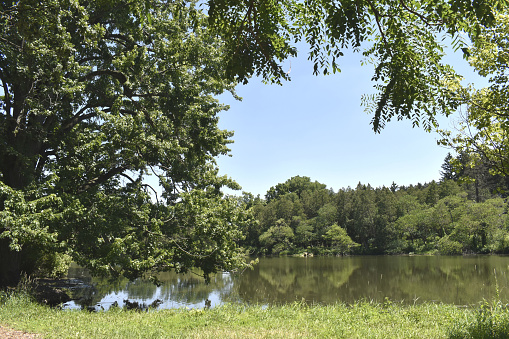 Summer at the lake, two docks and still waters at the old swimming hole.