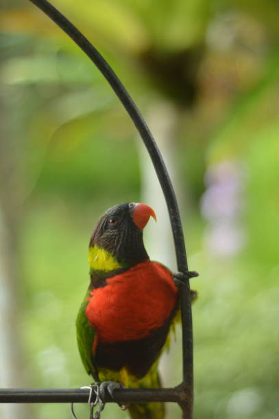 istock Red chest lorikeet parrot bird 1404867360