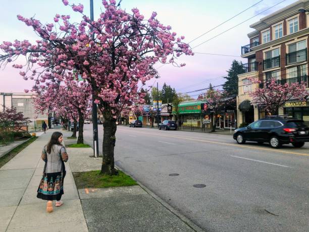 A woman walking through the Vancouver neighbourhood of Point Grey in spring with cherry blossoms in bloom, in Vancouver, British Columbia, Canada. stock photo