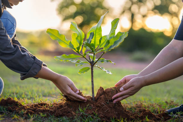 istock people hands planting small tree in sunset. concept save earth 1404869945