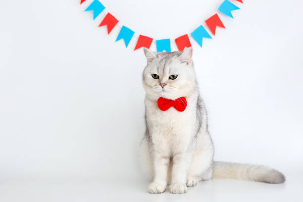 istock A disgruntled white cat in a red bow tie sits on a white background under different garlands 1404871570