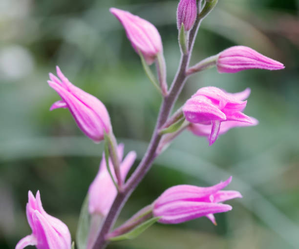 Short to medium; stem tinged purple, hairy above, with several brownish sheaths below. Leaves 5-8, lanceolate, pointed, folded lengthwise. Flowers bright pink or purplish-pink, sepals and petals lanceolate, pointed, the lateral sepals often , though not always, spreading widely; lip 17-22mm, whitish with a purple and pink margin and with 7-9 narrow yellowish ridges above. Ovary hairy.Habitat: Beech woods, shady rocky slopes, to 1800m, usually on calcareous soils.Flowering Season: June-July.Distribution: North to C Scandinavia: not in Holland. Protected Species!This Picture of this beautiful Orchid is made during a short Trip in the Eifel (Germany) in June 2022.