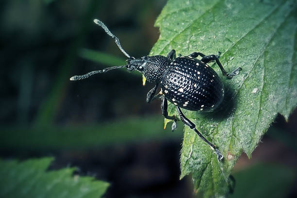 istock Otiorhynchus gemmatus Weevil Insect 1404871778