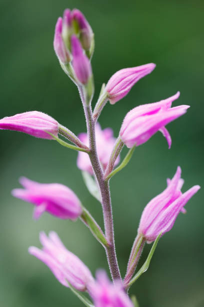 Short to medium; stem tinged purple, hairy above, with several brownish sheaths below. Leaves 5-8, lanceolate, pointed, folded lengthwise. Flowers bright pink or purplish-pink, sepals and petals lanceolate, pointed, the lateral sepals often , though not always, spreading widely; lip 17-22mm, whitish with a purple and pink margin and with 7-9 narrow yellowish ridges above. Ovary hairy.Habitat: Beech woods, shady rocky slopes, to 1800m, usually on calcareous soils.Flowering Season: June-July.Distribution: North to C Scandinavia: not in Holland. Protected Species!This Picture of this beautiful Orchid is made during a short Trip in the Eifel (Germany) in June 2022.
