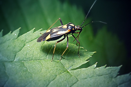 Liocoris tripustulatus Common Nettle Bug Insect. Digitally Enhanced Photograph.