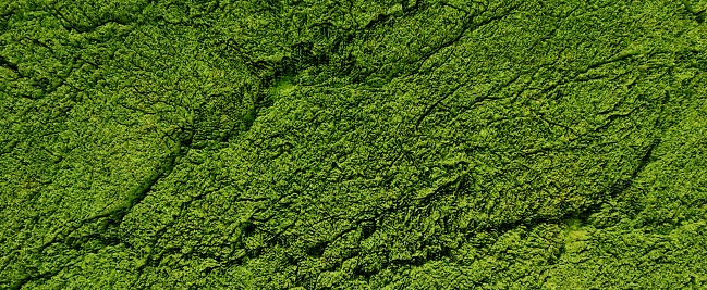 Green moss on old cracked surface background. Wall densely overgrown with 3d render microplants. View from higher altitude of wooded tropical jungle