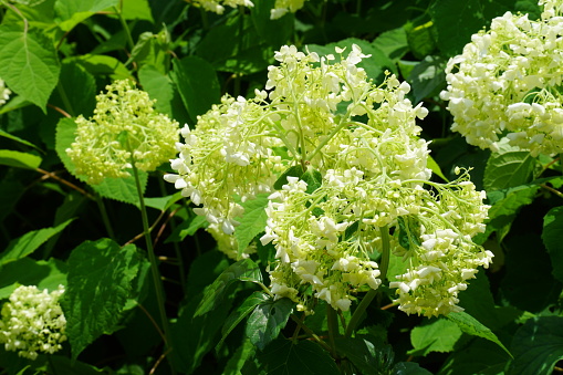 Lime green hydrangea flowers and buds