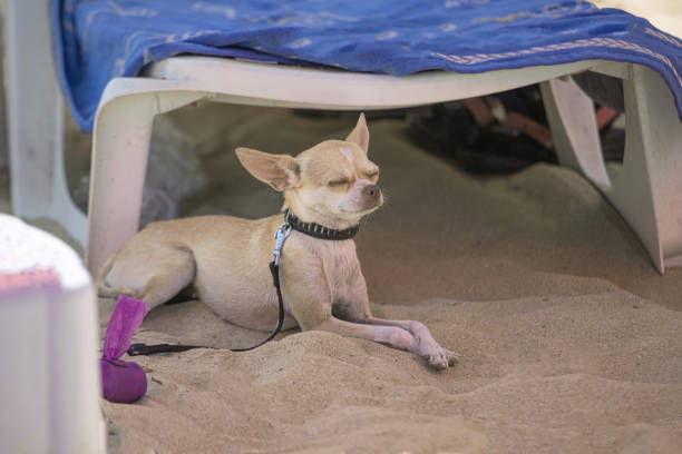 Little puppy lying under a deck chair on the beach, close-up