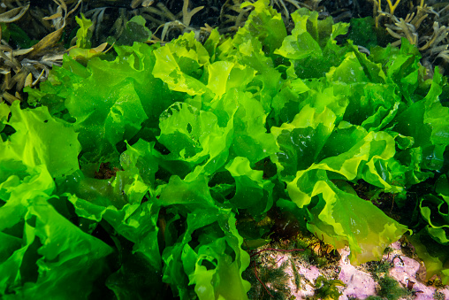 Sea Lettuce underwater in the St. Lawrence River in Canada.