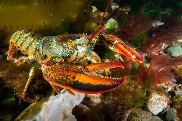 American lobster foraging for food on a rocky bottom.