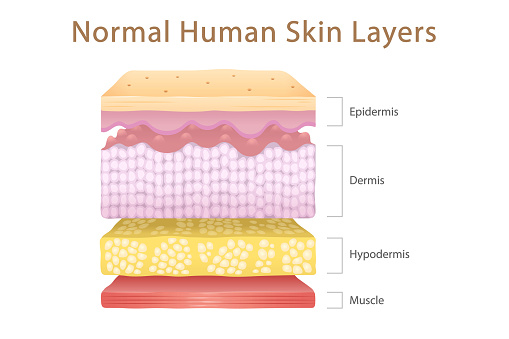 Normal Human Skin Split Layers Cube with Muscle, physical structure of skin anatomy Illustration about medical and healthcare diagram, health science biology and dermatology vector.