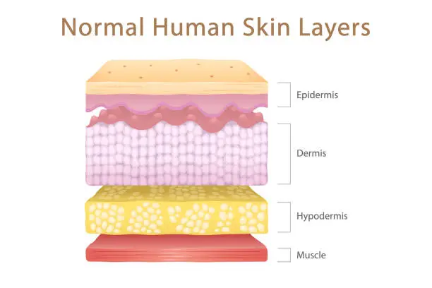 Vector illustration of Normal Human Skin Split Layers Cube and Muscle