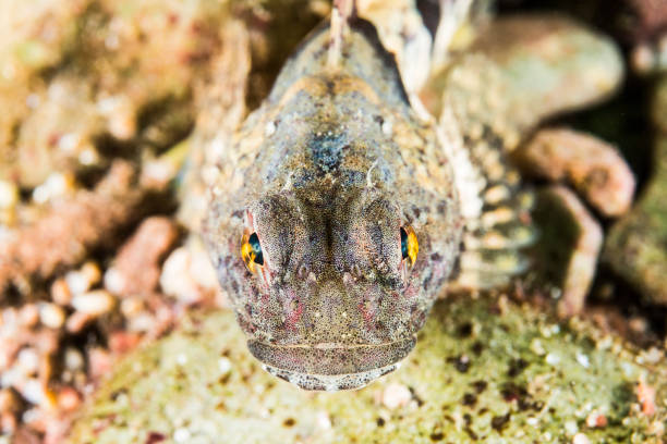 istock Shorthorn Sculpin fish underwater 1404875825