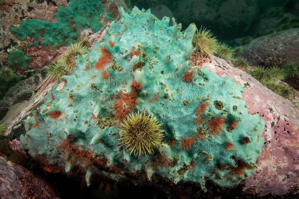 水中のパンスポンジのクラム - green sea urchin 写真 ストックフォトと画像