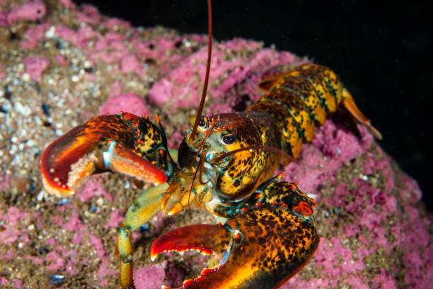 istock American lobster underwater 1404877280