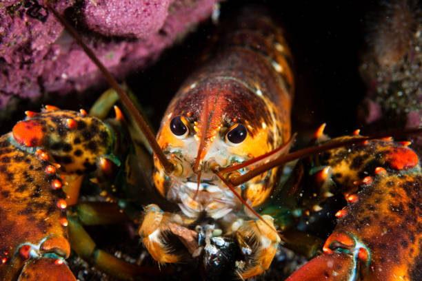 istock American lobster underwater 1404877428