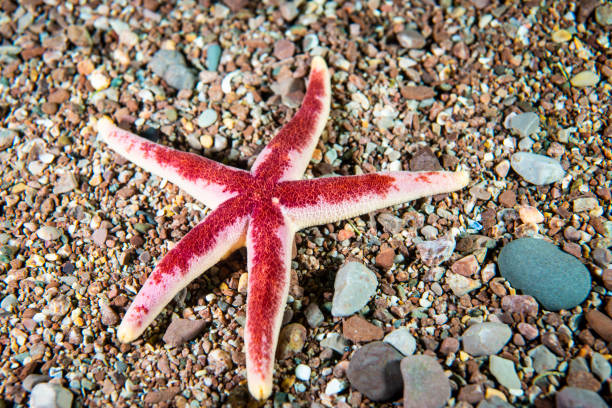 istock Blood Sea Star underwater 1404877447