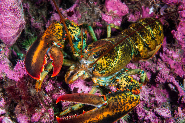 istock American lobster underwater 1404877453