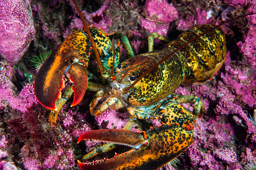 American lobster foraging for food on a rocky bottom.