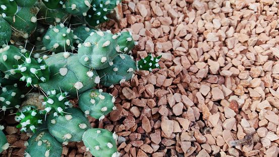 Green prickly cactus closeup with arid rock
