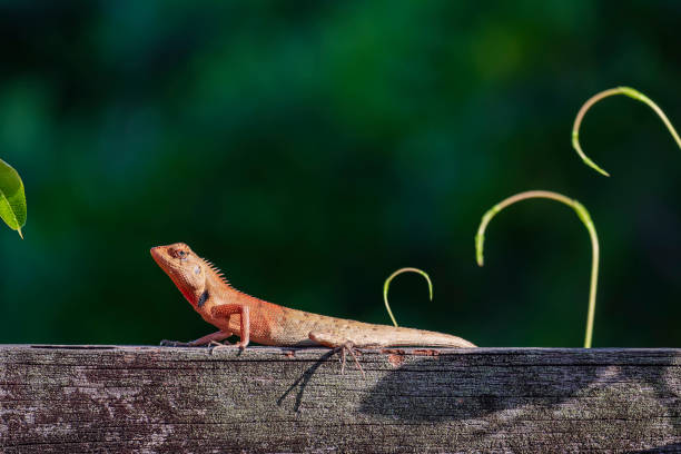 istock Brown chameleon lizard sitting on wooden fence with blurred young branches on greenery background 1404878276