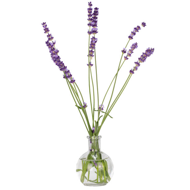 istock Lavender flowers on white background. Glass vase 1404879519