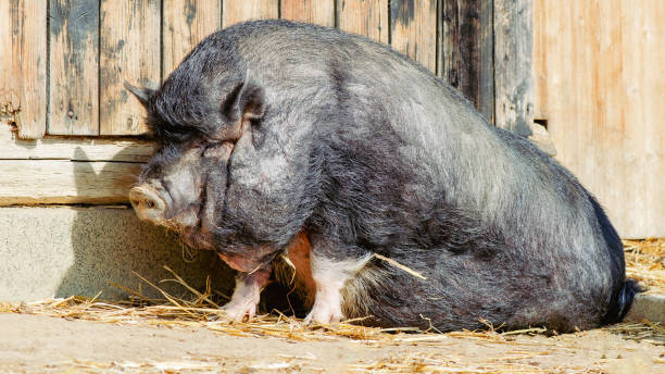 farm animal background - thick vietnamese pot-bellied pig lays lazily in the sun and sleeps - hangbuikzwijn stockfoto's en -beelden