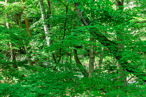 A fresh tree with beautiful fresh green