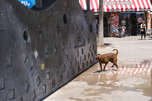 Los Angeles, USA - May 11th, 2022: A dog on Venice Beach late in the day.