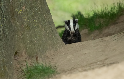 Badger, Scientific name: Meles Meles.  Wild, native badger in natural woodland habitat, peeping out from behind a tree in mid summer.  Facing forward.   Close up.