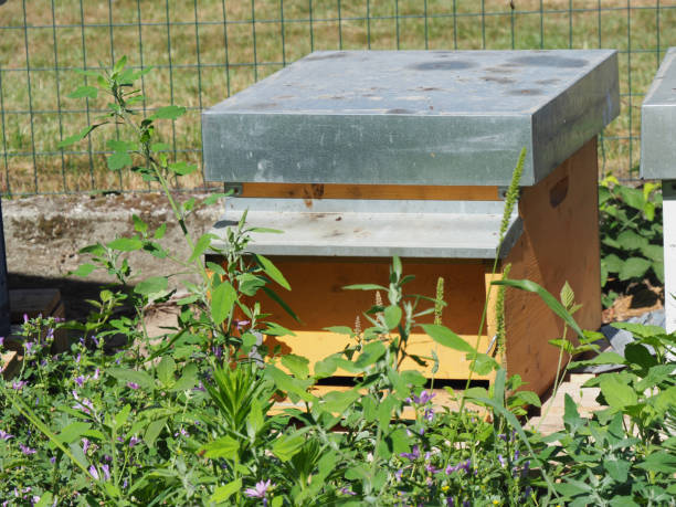 istock Master bee keeper pulls out a frame with honey from the beehive in the colony. 1404883574